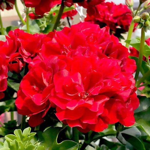 Пеларгонія зональна Castello Bernd Dark Red