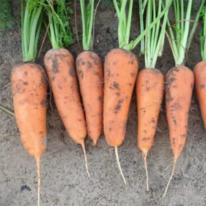 Морква Йорк F1, 2г