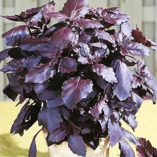 Базилік Розі, 1 грам