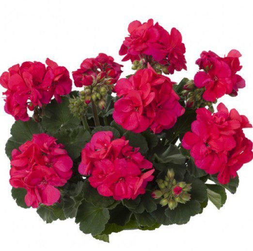 Пеларгонія зональна Castello Naomi Neon Purple