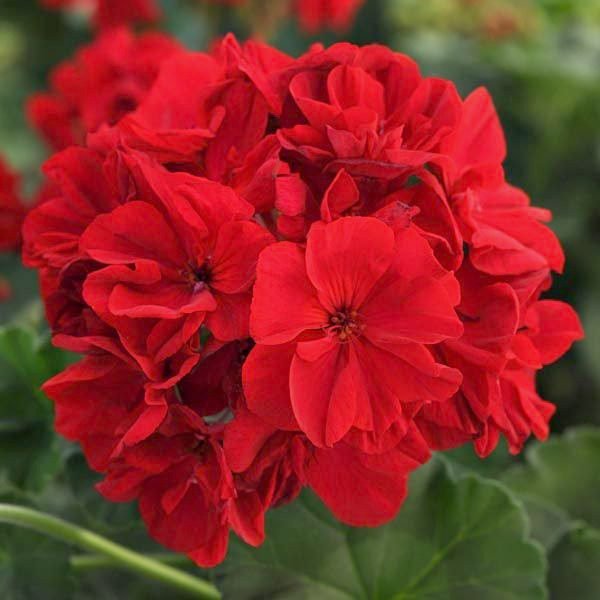 Пеларгонія зональна Castello Robiene Dark Red