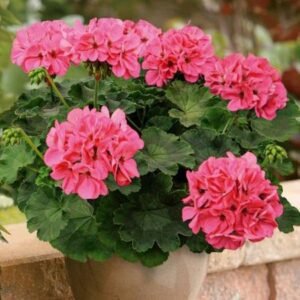 Пеларгонія нaпівампельна Champion Flamingo