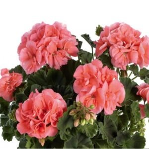 Пеларгонія зональна Castello Soren Salmon