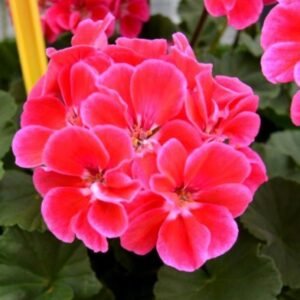 Пеларгонія зональна Castello Tammo Rose Eye Пеларгонія зональна Castello Tammo Rose Eye