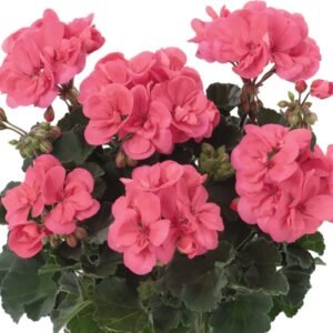 Пеларгонія зональна Dolce Vita Lisa Hot Coral