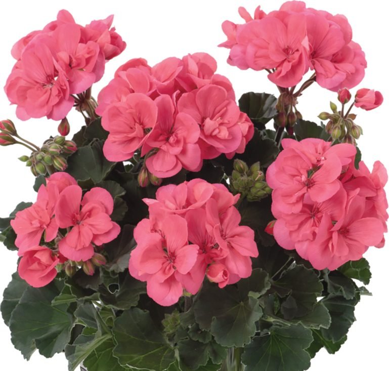 Пеларгонія зональна Dolce Vita Lisa Hot Coral