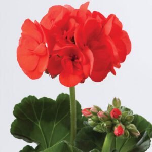 Пеларгонія зональна Dolce Vita Sylvia Orange Пеларгонія зональна Dolce Vita Sylvia Orange