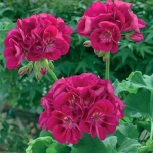 Пеларгонія зональна F.F. Berry Пеларгонія зональна F.F. Berry