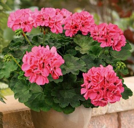 Пеларгонія нaпівампельна Champion Flamingo