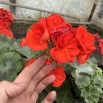 Пеларгонія зональна Castello Ronja Red