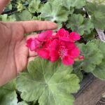 Пеларгонія зональна Castello Claire Rose Red Eye