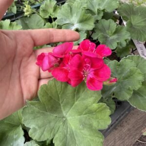 Пеларгонія зональна Castello Claire Rose Red Eye