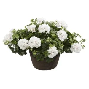 Пеларгонія ампельна Alegria Blanka Пеларгонія ампельна Alegria Blanka