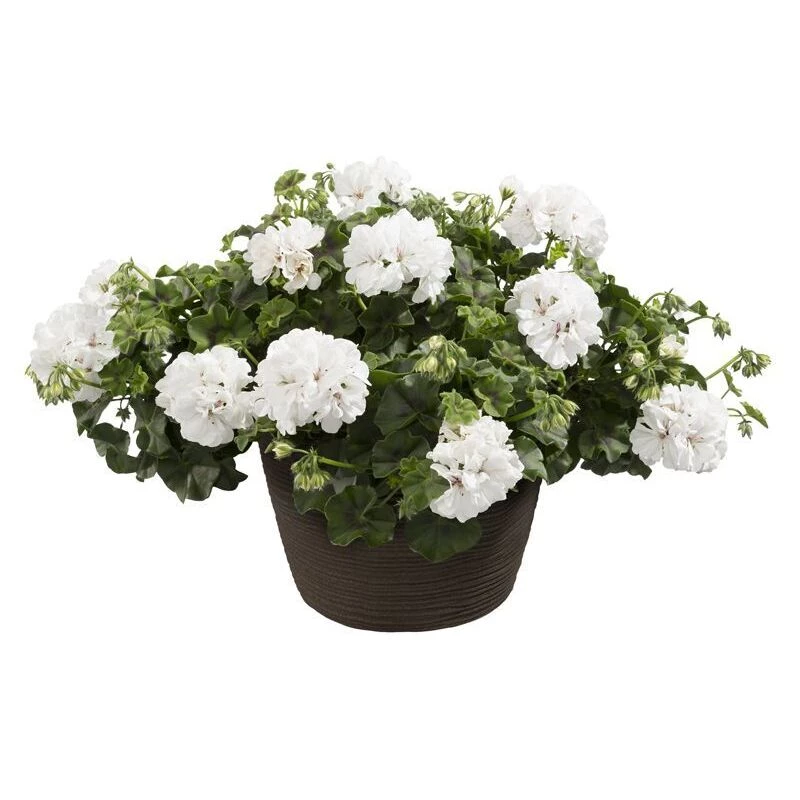 Пеларгонія ампельна Alegria Blanka Пеларгонія ампельна Alegria Blanka