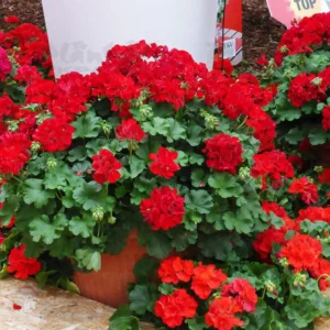 Пеларгонія напівампельна Champion Red Improved Пеларгонія напівампельна Champion Red Improved