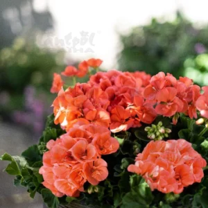 Пеларгонія напівампельна Champion Salmon Пеларгонія напівампельна Champion Salmon