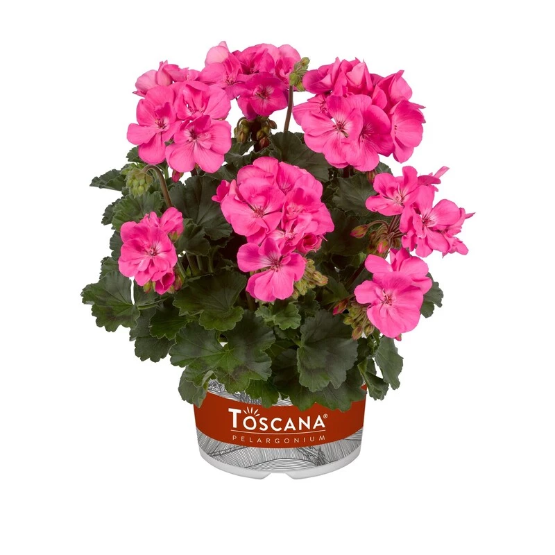 Пеларгонія зональна Castello Benja Pink