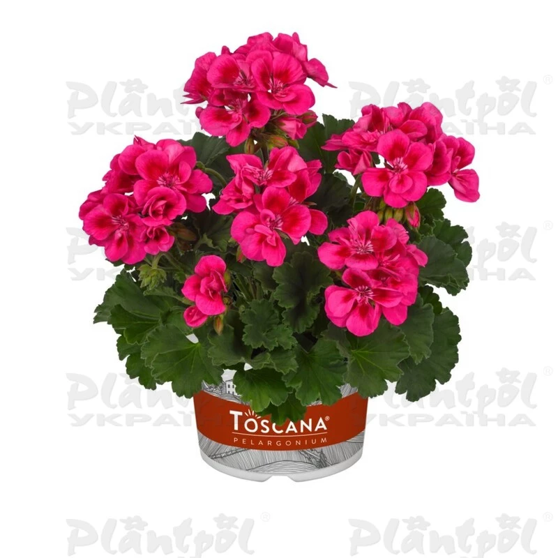 Пеларгонія зональна Castello Claire Rose Red Eye