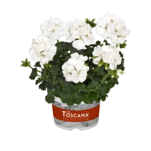 Пеларгонія зональна Castello Isabella White