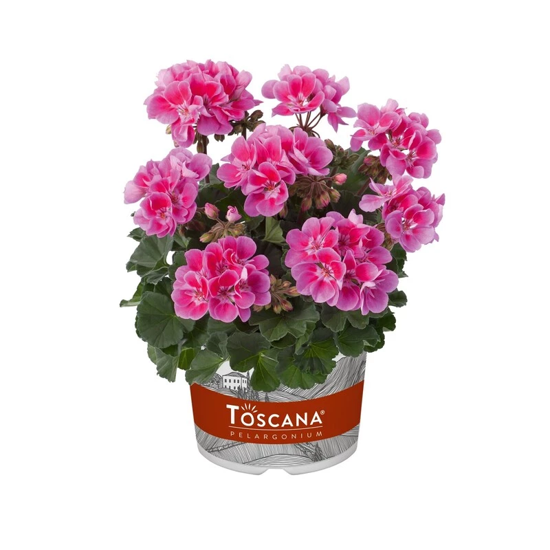 Пеларгонія зональна Castello Raico Lavender Eye