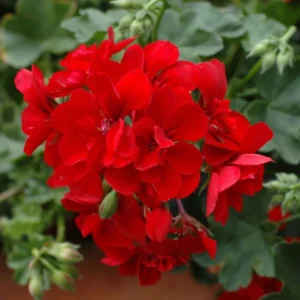 Пеларгонія ампельна Allegria Early Red Пеларгонія ампельна Allegria Early Red