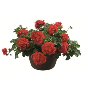 Пеларгонія ампельна Allegria Fuoco