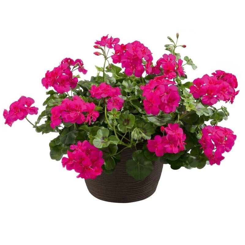 Пеларгонія ампельна Allegria Hot Pink Пеларгонія ампельна Allegria Hot Pink