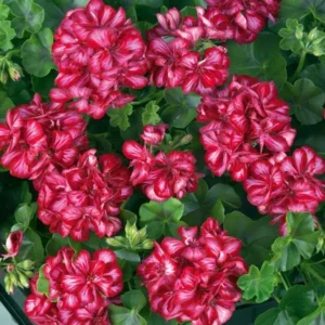 Пеларгонія ампельна Allegria Mex Пеларгонія ампельна Allegria Mex