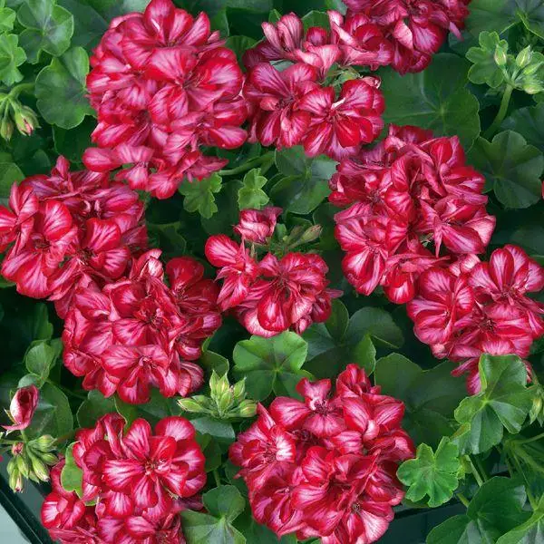 Пеларгонія ампельна Allegria Mex Пеларгонія ампельна Allegria Mex