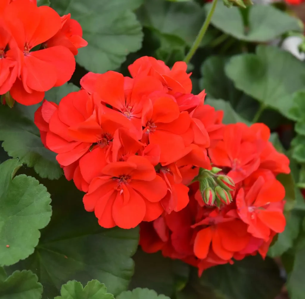 Пеларгонія напiвампельна Champion Fire Red