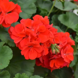 Пеларгонія напiвампельна Champion Fire Red