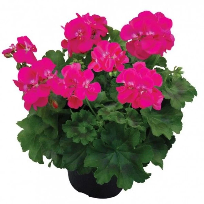 Пеларгонія напівампельна Champion Lila