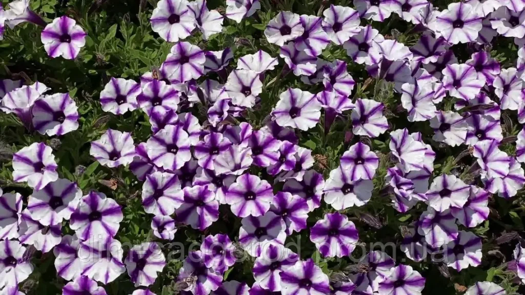 Петунія Mini Vista Violet Star