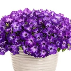 Петунія Supertunia Blue Moon
