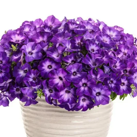 Петунія Supertunia Blue Moon