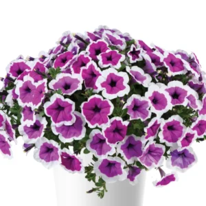Петунія Supertunia Rimarkable