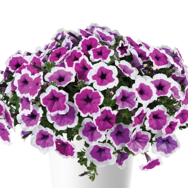 Петунія Supertunia Rimarkable