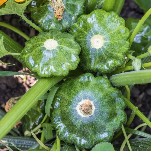 Патисон Старшип F1, 5шт Патисон Старшип F1, 5шт