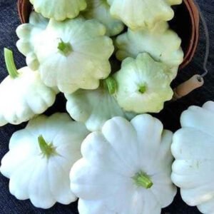 Патисон Білий Патисон Білий