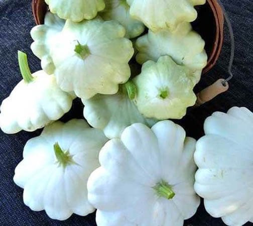 Патисон Білий Патисон Білий