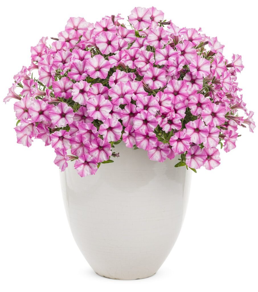 Петунія Mini Vista Pink Star