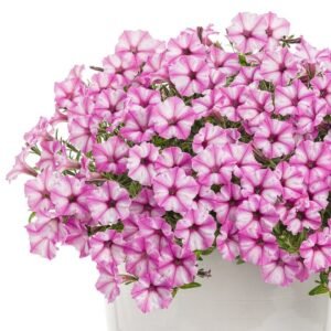 Петунія Mini Vista Pink Star