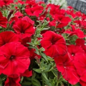 Петунія Vista Strawberry Петунія Vista Strawberry