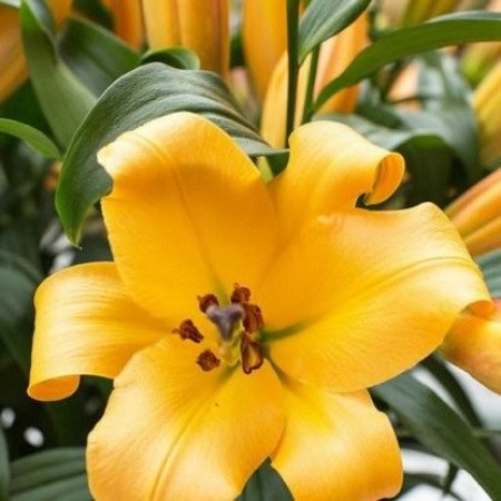 Лілія OT Corcovado (20/22)