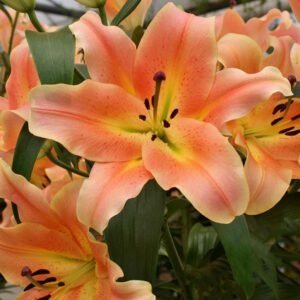 Лілія ОТ Zelmira (20/22) Лілія ОТ Zelmira (20/22)