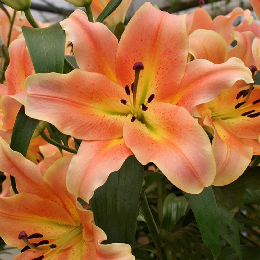 Лілія ОТ Zelmira (20/22)