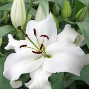 Лілія східна Santander (20/22)