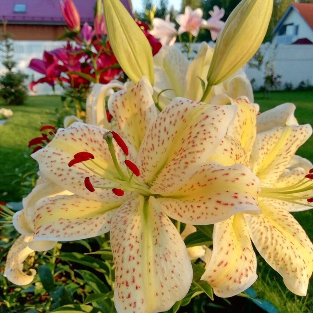 Лілія східна Tigermoon (18/20)