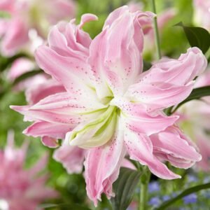 Лілія східна Milano (20/22)