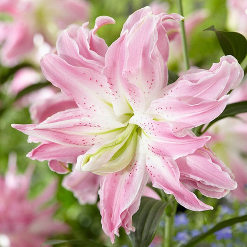 Лілія східна Milano (20/22)